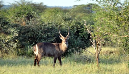 Naklejka premium waterbuck zimbabwe