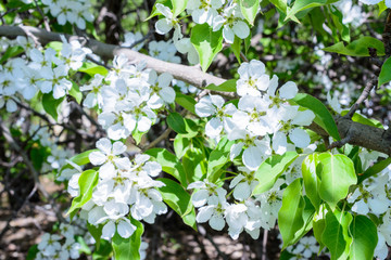Blossoming apple tree (Malus prunifolia, Chinese apple, Chinese crabapple) spread the fragrant aroma. The apple tree in the full bloom on the sunlight. Flowers apple tree close-up.