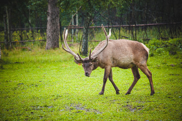 deer with big horns in the rain in a clearing in front of the forest
