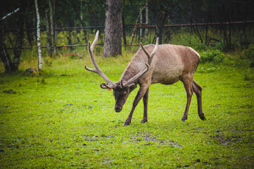 Naklejka na ściany i meble deer with big horns in the rain in a clearing in front of the forest