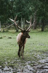 deer with big horns in the rain in a clearing in front of the forest