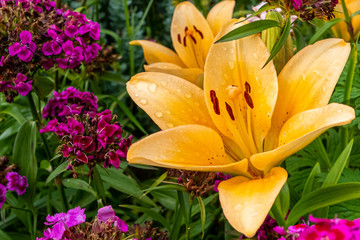 Yellow lilies among other flowers.