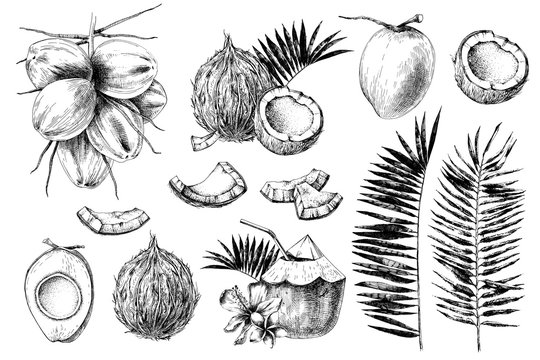 Set of hand drawn coconuts.