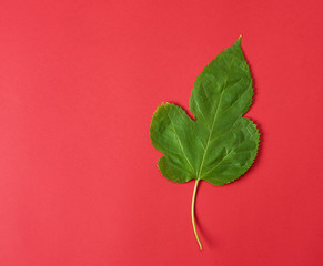 green leaf of a mulberry on a red background