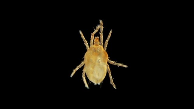 mite under the microscope, detachment Sarcoptiformes, was found in forest moss