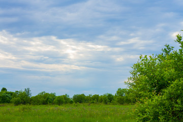 Fototapeta na wymiar tree on a background of clouds