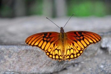 Gulf Fritillary Orange butterfly on stone wall