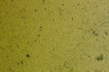 Moss texture, background with copy space