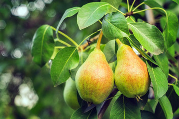 ripe pears on a tree branch close-up crop