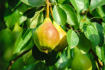 ripe pears on a tree branch close-up crop