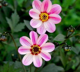 Dahlia Mystic Dreamer Pink Flower on Green Leaves Background   