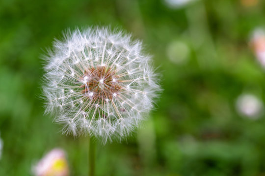 A alone dandelion ready to have it's seeds blown away