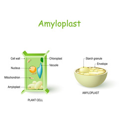 Plant cell anatomy and cross-section of Amyloplast