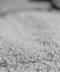 rice grain in selective focus. foreground in focus