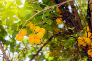 apricots fruit on the harvest tree