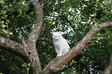 white cat © Александр Бурмистров