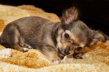 Young chihuahua puppy chewing on a bone