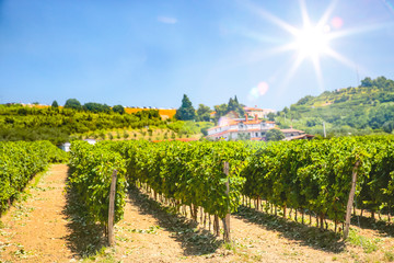 Fototapeta na wymiar Grapes and grape shrubs in a beautiful sunny vineyard background