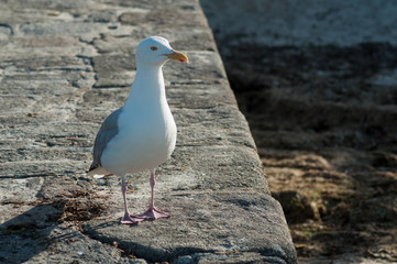 portrait of seagull standing on stoned quay in border sea