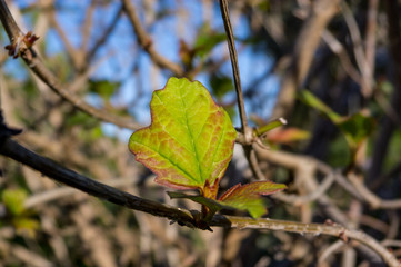 Texture detail of green leaf