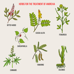 Best herbal remedies for anorexia