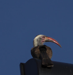 Vogel