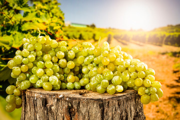 Grapes on wooden trunk in the beautiful sunny vineyard background