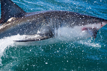 Fototapeta premium A great white shark surfacing to catch its prey