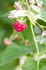 ripe red raspberries