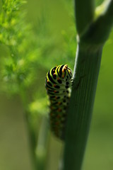  Chenille du Machaon