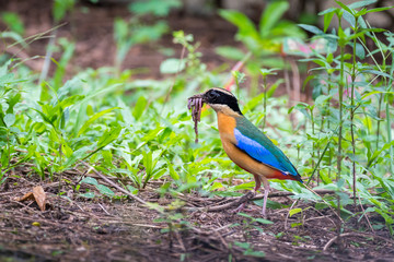 Blue winged Pitta standing on the floor with many earthworms in mouth for feeding its chicks.