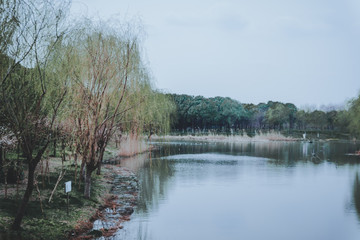Fototapeta premium scenes of nature and flora from Gucun Park in Shanghai, China