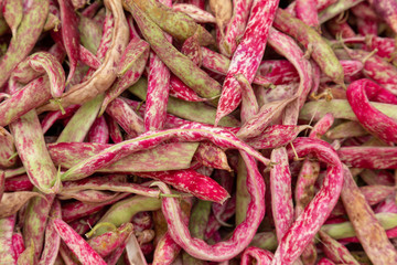 Painted Pony bean closeup on the market counter. Background of full frame with beans in the pods.