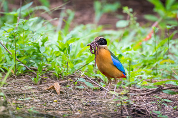 Blue winged Pitta standing on the floor with many earthworms in mouth for feeding its chicks.