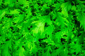 green salad arugula background texture