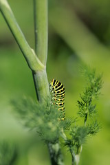 Chenille du Machaon