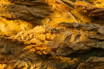 dry tobacco leaf close-up macro