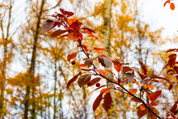 autumn leaves on tree