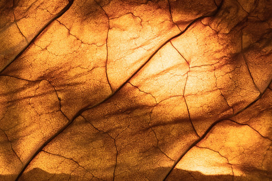 dry tobacco leaf close-up macro