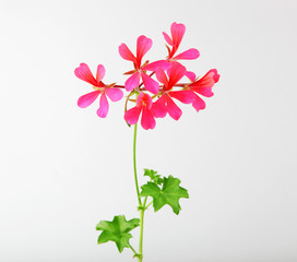 Geranium Pelargonium Flowers Isolated On White Background