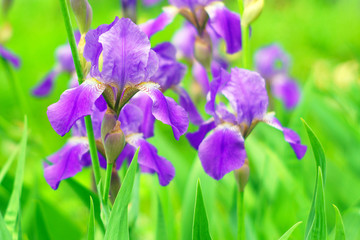 purple flowers irises on a natural background flowering in spring