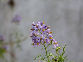 Little violet flowers in summer