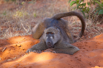 Just a baboon chilling in Chobe National Park, Botswana.