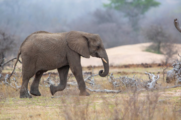 Elephant male walking in the Kruger National Park near Renosterkoppies in South Africa