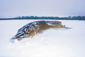 pike fish on snow winter fishing