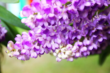 colorful rhynchostylis gigantea Thailand orchid. close up Siam the beautiful orchid
