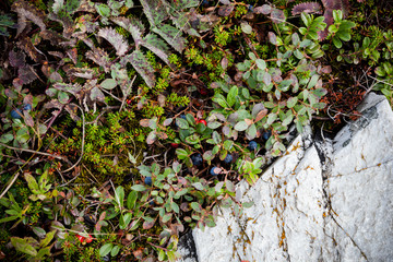 blueberry taiga berry in a natural environment in the mountains