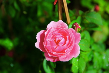 top view rose with water drop in garden