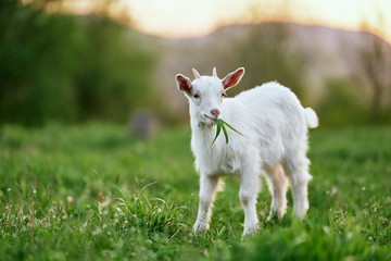 Obraz na płótnie Canvas goat on green grass