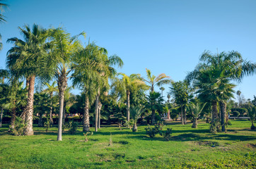 Obraz premium Beautiful park in old medina of Marrakesh, Morocco